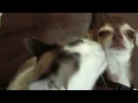 Kitten Still Loves Puppy