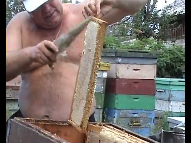 Пасечный электронож Гуслия (Пчеловодство УкрБи) . Пасечный электронож Гуслия (Пчеловодство УкрБи) .