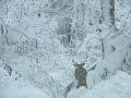 Steve Miller's Winter Time... - Winter ecards - Seasons Greeting Cards Steve Miller's Winter Time... - Winter ecards - Seasons Greeting Cards