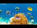Play this video FLYING OVER MALDIVES 4K UHD - Relaxing Music Along With Beautiful Nature Videos - 4K Video HD