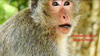 Breaking Heart! Mommy Monkey ELSA Screaming For Baby ELENO Until Milk Flowing,