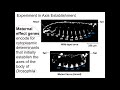 Gene expression in embryonic development