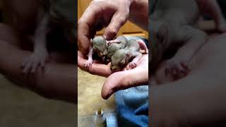 Found Baby Squirrels In Camper 0 #Shorts