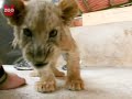 Tiny Little Big Cats