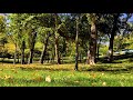 Watching video Serenity. Relax Music for Meditation, Sleep, Healing Therapy, Yoga