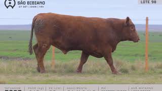 LOTE 98 - TOUROS ANGUS - LEILÃO VIRTUAL SÃO BIBIANO 2020