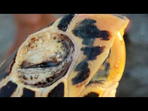 Penyu Sakit Terdampar Di Pelabuhan !! Kasihan tidak Bisa Diselamatkan Lagi