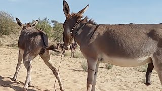 donkey very excited mating in jungle @TharDonkeyLife
