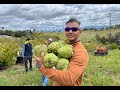 Khmer S&K Tropical fruit farm in at San Diego Ca  ចំការទៀបខ្មែរនៅ​​ San Diego