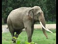 Video Зоопарк в Дели (Индия 2013) - Delhi Zoological Park