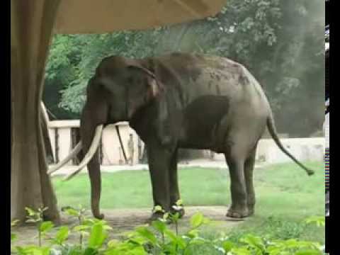 Зоопарк в Дели (Индия 2013) - Delhi Zoological Park