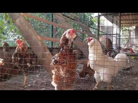 курск выставка птицы 2016 девиз: