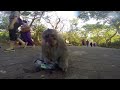 This amazing monkey knows how to quench his thirst