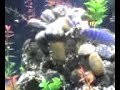 Atum the Ice Blue Zebra Cichlid
