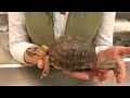 Reptiles, Amphibians, Invertebrates & Small Pets : Eastern Box Turtle Facts