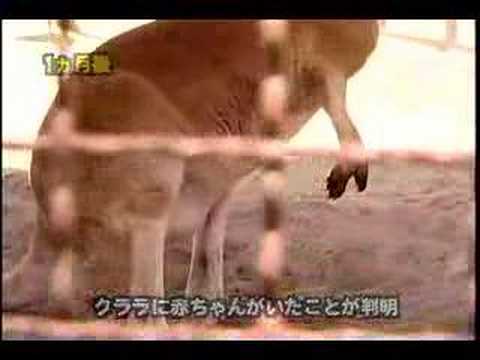 【動物園だより】クララの赤ちゃん