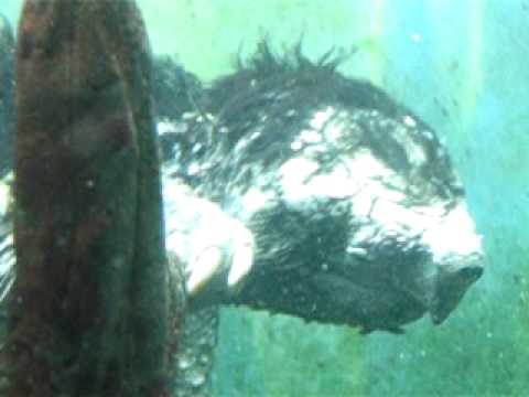 Alligator Snapping turtle at snapping turtle tongue. Alligator Snapping turtle at