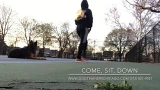 Best Dog Training in Chicago! 1 Year Old German Sheperd, Ada!