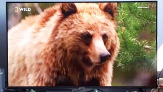 Kodiak Bear When Predators Attack Nat Geo Wild