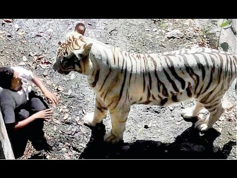 White Tiger ATTACK in Delhi Zoo Full Video Without blur