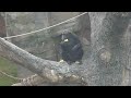 Houston Zoo Chimps Chow Down