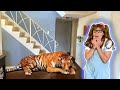 Wild Animals Stories for Kids | Soso Pretend Play About Animals Come Out From The TV