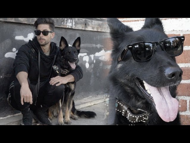 A Very Cool Dog With A Very Cool Boss - Video