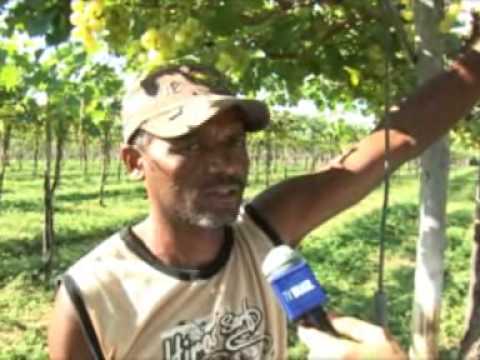  na cidade de São João do Piauí, é feito o cultivo de uvas.