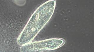 Paramecium's In Phase Contrast