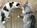 maine coon vs housecat