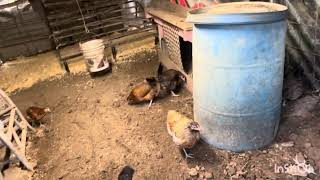 This Is How We Clean The Coops Every Six Months