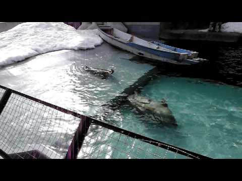 北海道　旭山動物園　あざらし館のもぐもぐタイム