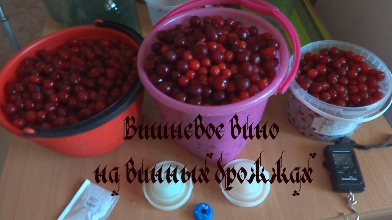 Вишневое вино в домашних условиях с дрожжами Вишневое вино в домашних условиях с дрожжами
