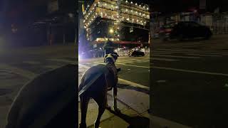Hudson The Dog Late Night Nyc Walk