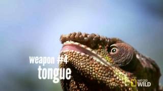 Chameleon Killer Tactics Deadly Instincts - Animals Official