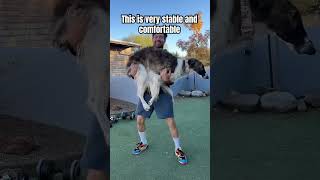 How To Pick Up A Big Dog