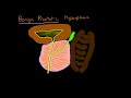 Pathophysiology of benign prostatic hyperplasia (BPH)