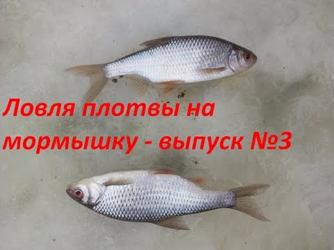 фильмы по ловли плотвы фильмы по ловли плотвы