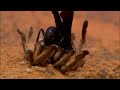 Wasp Killing a Baboon Spider