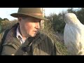 Goshawks on rabbits - fast-action footage