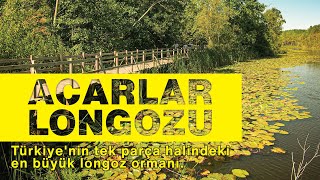 Acarlar Longozu - Türkiyenin Tek Parça Halindeki En Büyük Longoz Ormanı.