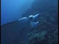 Whale song serenade (soothing relaxing original music) Video