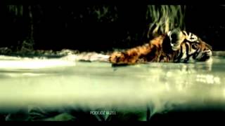 Nat Geo Wild Ident - Tiger Cub