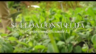 Suelda Consuela - Medicinal plants of Ecuador