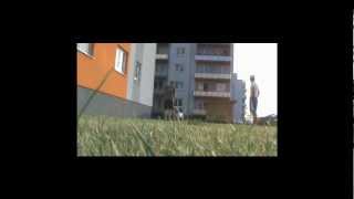 Rock - The Bull Terrier Playing And Learning.
