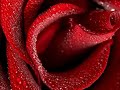 Porcelain Rose - Romantic Spanish Guitar Instrumental by Al Marconi