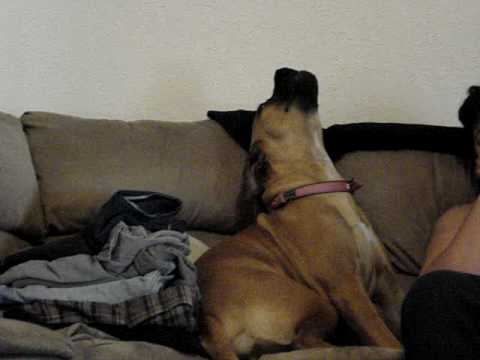 bull massive dog. Bull Mastiff Howling