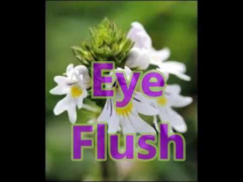 Flushing The Eyes With Eyebright You Flushing The Eyes With Eyebright