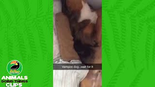 Dog Makes A Vampire Face Animals Doing Things Clips