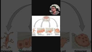 Which Cell Type Synthesizes Bone?